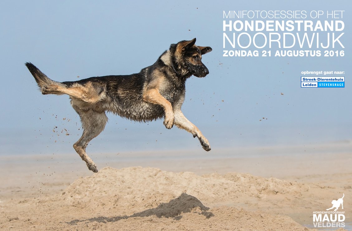 Nog 3 weken, ben jij er ook bij? Kijk op dierenasielleiden.nl/minifotosessie… 
<a href="/Stevenshage/">Stevenshage</a> @EKO4petz #hondenstrand #asielhond