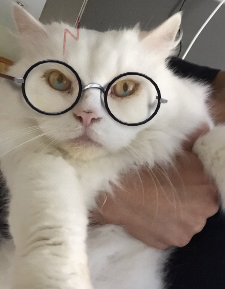 Zahra_Hasan's tweet photo. Apple Potter awaiting his Hogwarts acceptance letter https://t.co/o2ACMAfVRI