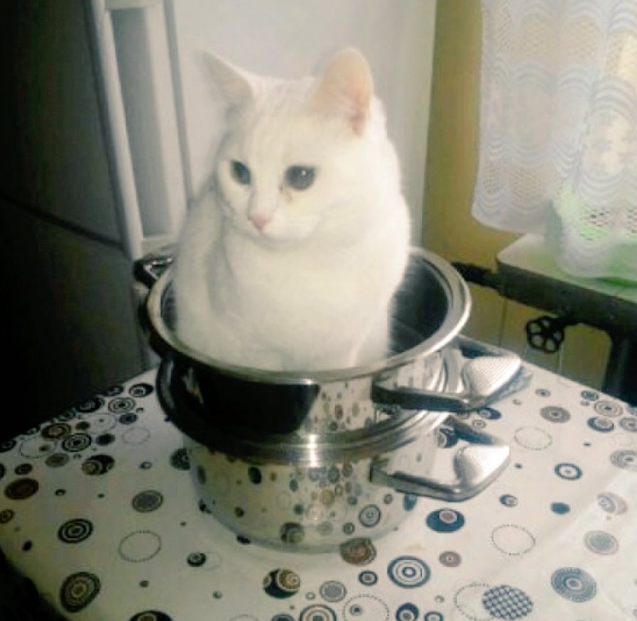 TypicalAnimals's tweet photo. Dobra Grażyna, grzej to dżakuzi. https://t.co/7cmRxS0dta