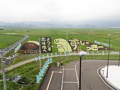 今日のずーしーほっきー田んぼアート。半月前の\u201c見頃\u201dを過ぎるとどうなるのか気になって行ってきました。それにしてもいつも天気が悪いな