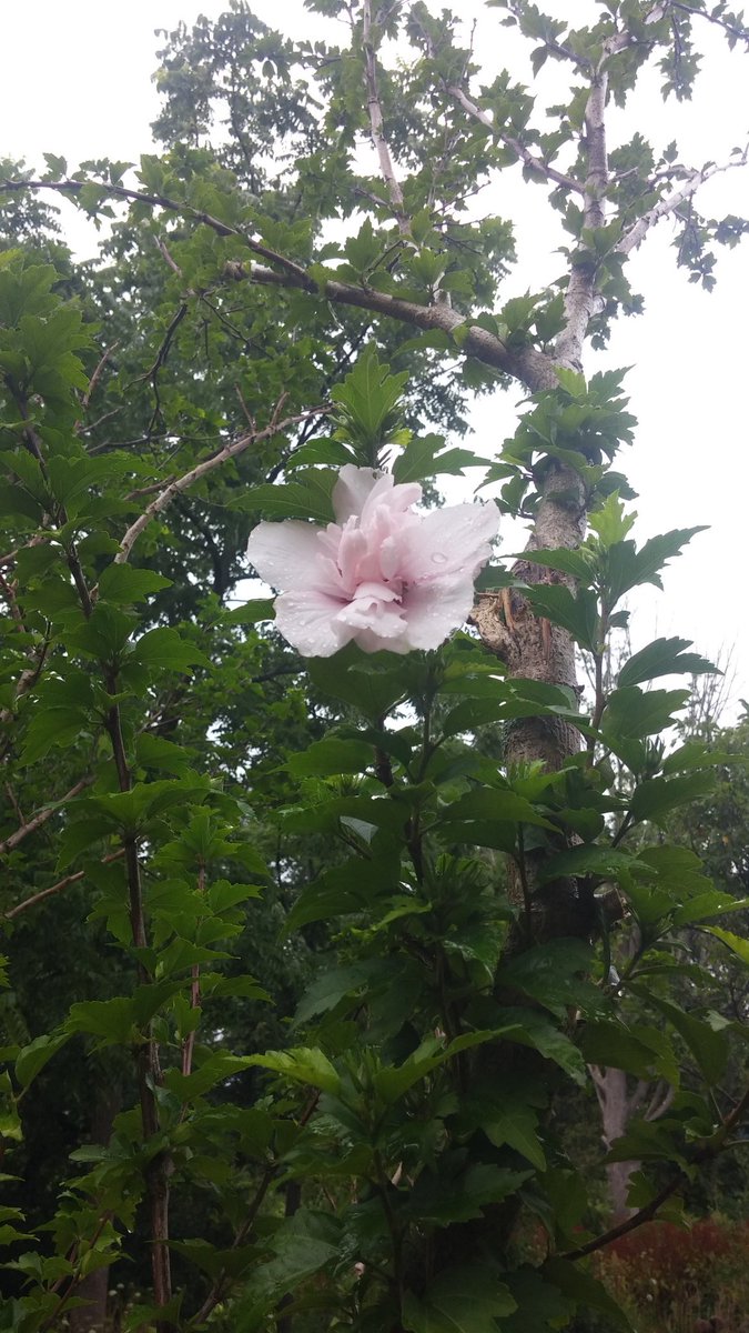 qerese's tweet photo. Rose of Sharon,
who is your bridegroom?
The rain, only the rain.
#micropoetry https://t.co/Q5Cy8N2hlq