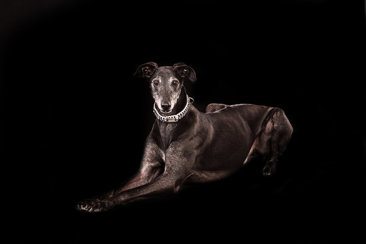 Curlyfeet's tweet photo. Major managed a photoshoot without falling asleep! #lookingregal https://t.co/rhzUg1X6gd