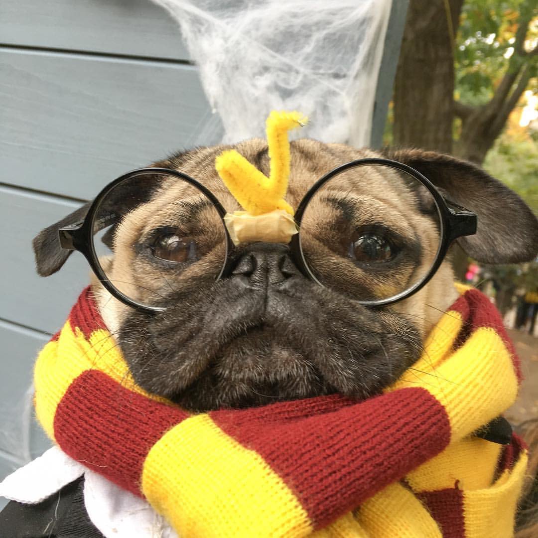 harry potter pug doug the pug on quot happy birthday harry potter quot harry potter pug doug the pug on quot happy birthday harry potter quot