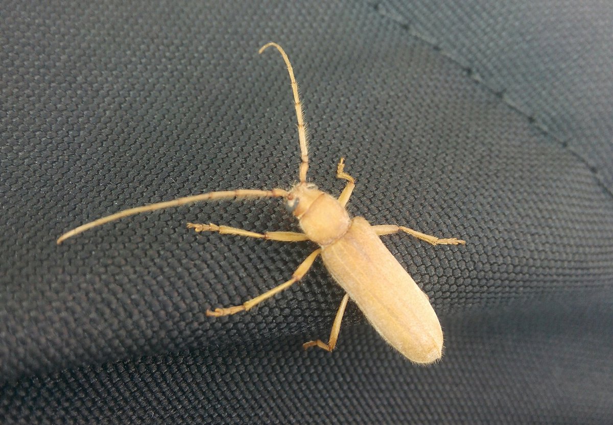 #hakikipokemon
Bu böceği benden başkada ilk kez gören var mi