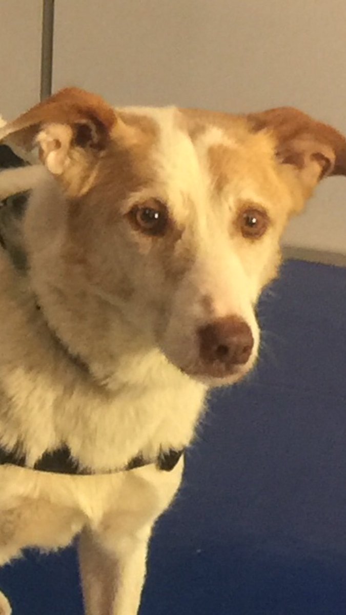 This is the face of a sad 12 year old who can't catch a break😥 Pet Parade at 720 on #wbz. 🐾