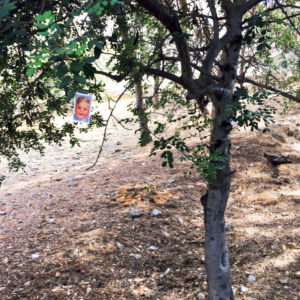 shannonstuff's tweet photo. The headshot trees are just beginning to bud in southern Spain. #malaga #hollywood #actorresources #heyPFD https://t.co/3V1Z0IodrH
