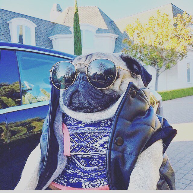 iPetStore_au's tweet photo. #puglife #pug #ipetstore https://t.co/jDlIJlTcdu