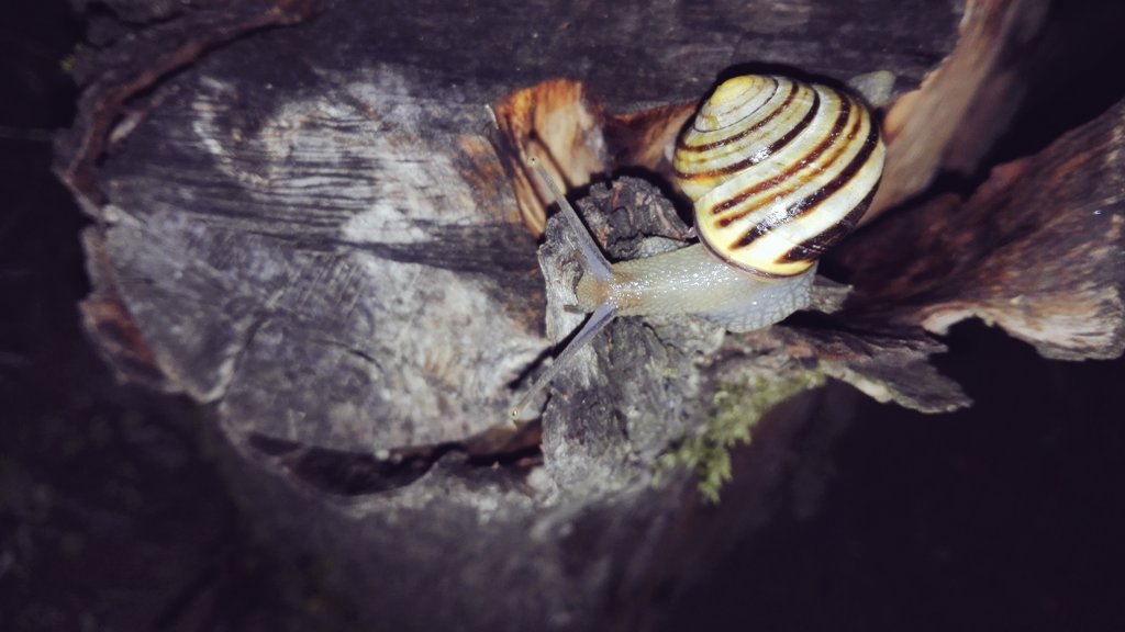 GrotkowskaPat's tweet photo. #snail #nature https://t.co/zbBXw5giPP