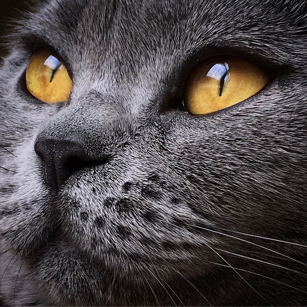Star_Pawss's tweet photo. Up close and personal #queenamber #britishblue ❤️ https://t.co/3t7GI1X1Q6