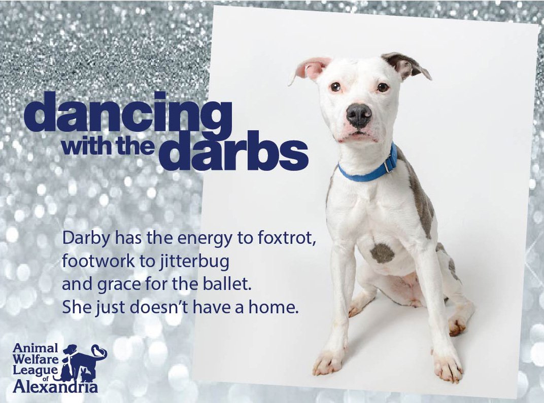 AlexAnimals's tweet photo. #Adopt #Darby #DancingwiththeDarbs #wigglebutt #AlexandriaVA Thx Shelley Castle Photography! https://t.co/LPiWJBJD43