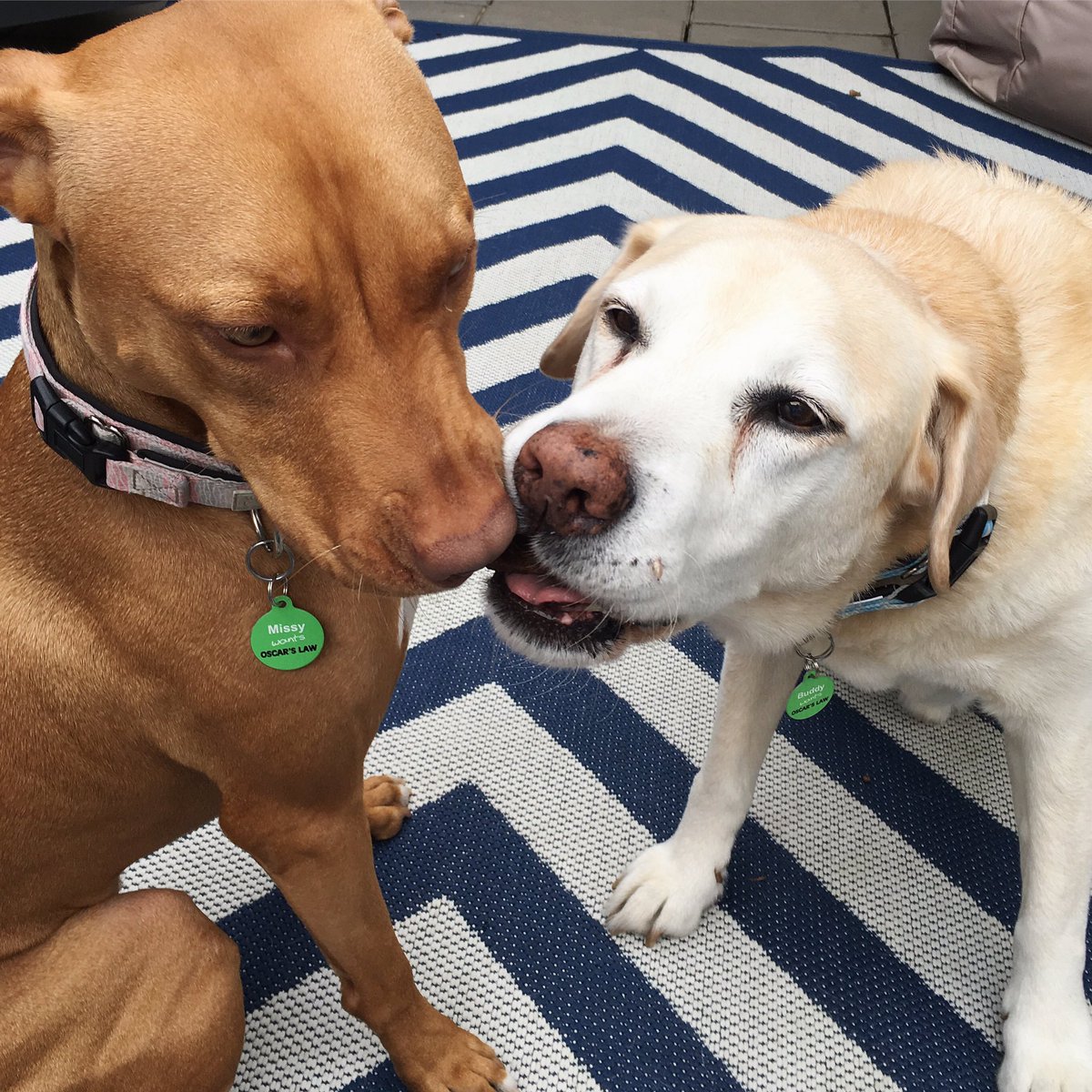 Missy &amp; Buddy want <a href="/OscarsLaw/">Oscar's Law</a>...&amp; the last treat.
Each ID Tag purchase aims to raise funds to fight puppy factories.