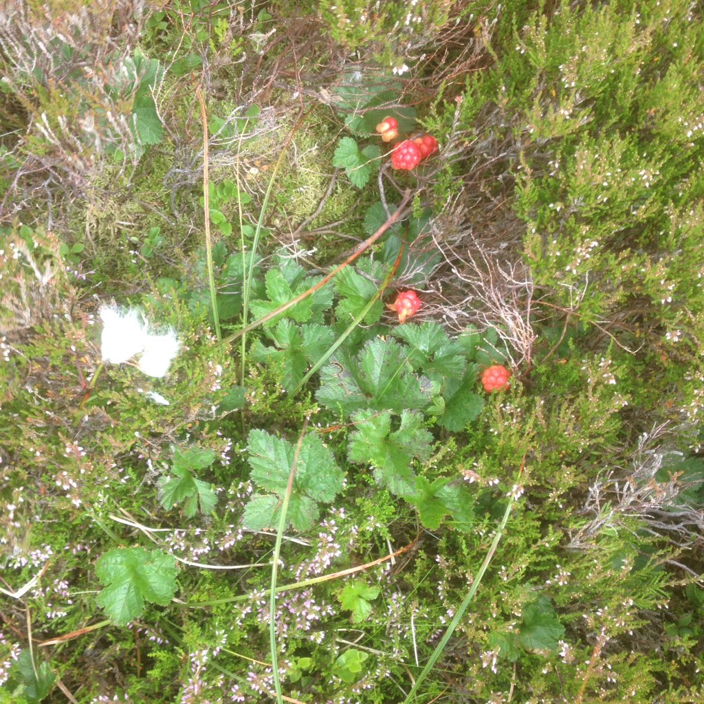 _mattbaker's tweet photo. Walking the boundaries of Carrifran Wildwood with @TheSameHillside - up amongst the Cloudberries #scotland https://t.co/voV5c1SViE