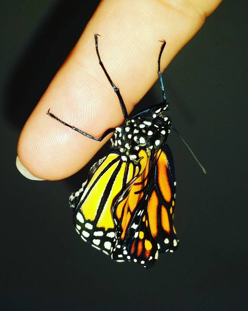 farm41north's tweet photo. Well good morning!
#raisingbutterflies #raisingmonarchs  #lepidoptera #monarch #monarchbutterfly #savethemonarchs #… https://t.co/I7G4sQUqmV