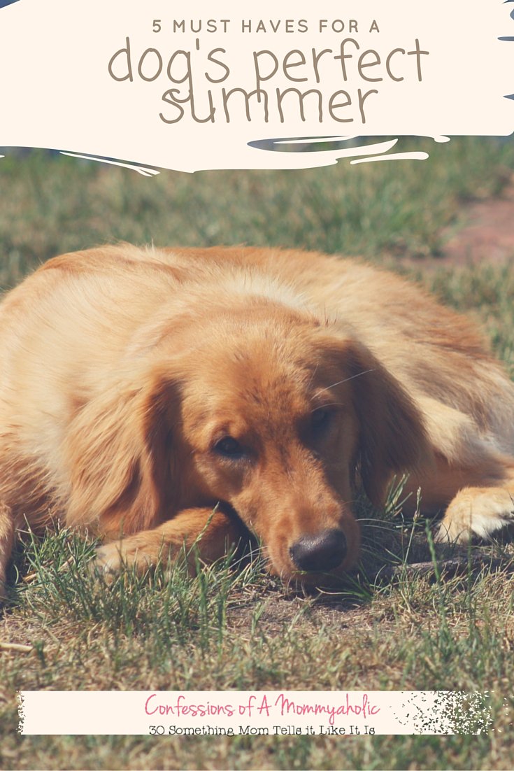 recipesdlybread's tweet photo. 5 Must Haves #Dog Perfect #Summer #pets #petsummer https://t.co/sE3XEqlFuF https://t.co/H66vaTsQ4p