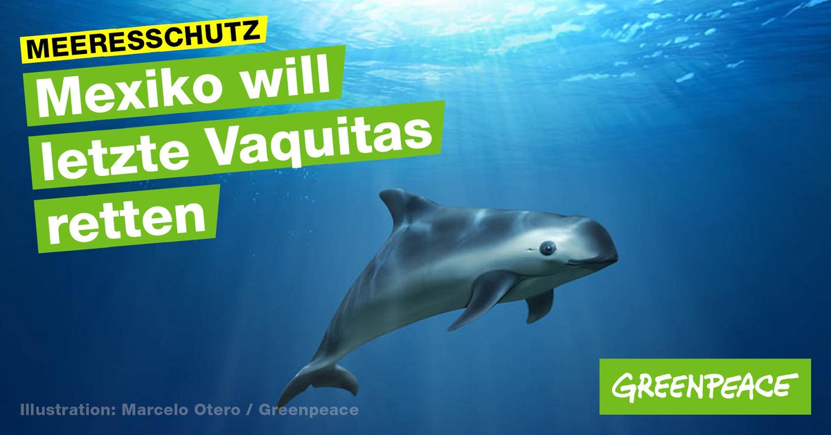 Greenpeace E V Hoffnung Fur Die Vaquitas Wie Eine Initiative Mexikos Die Seltenen Wale Retten Konnte T Co F3yljqpqpk
