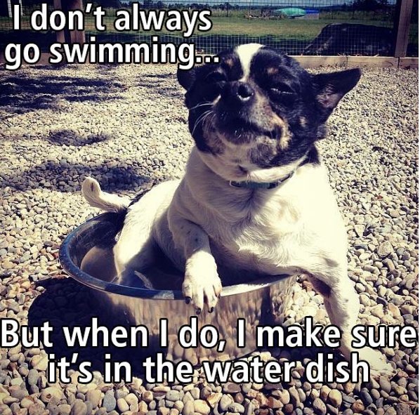 LuckyTheDog_'s tweet photo. Just so I can get more attention! #dogsproblems #dogsoftwitter https://t.co/DR0CHnuVeg