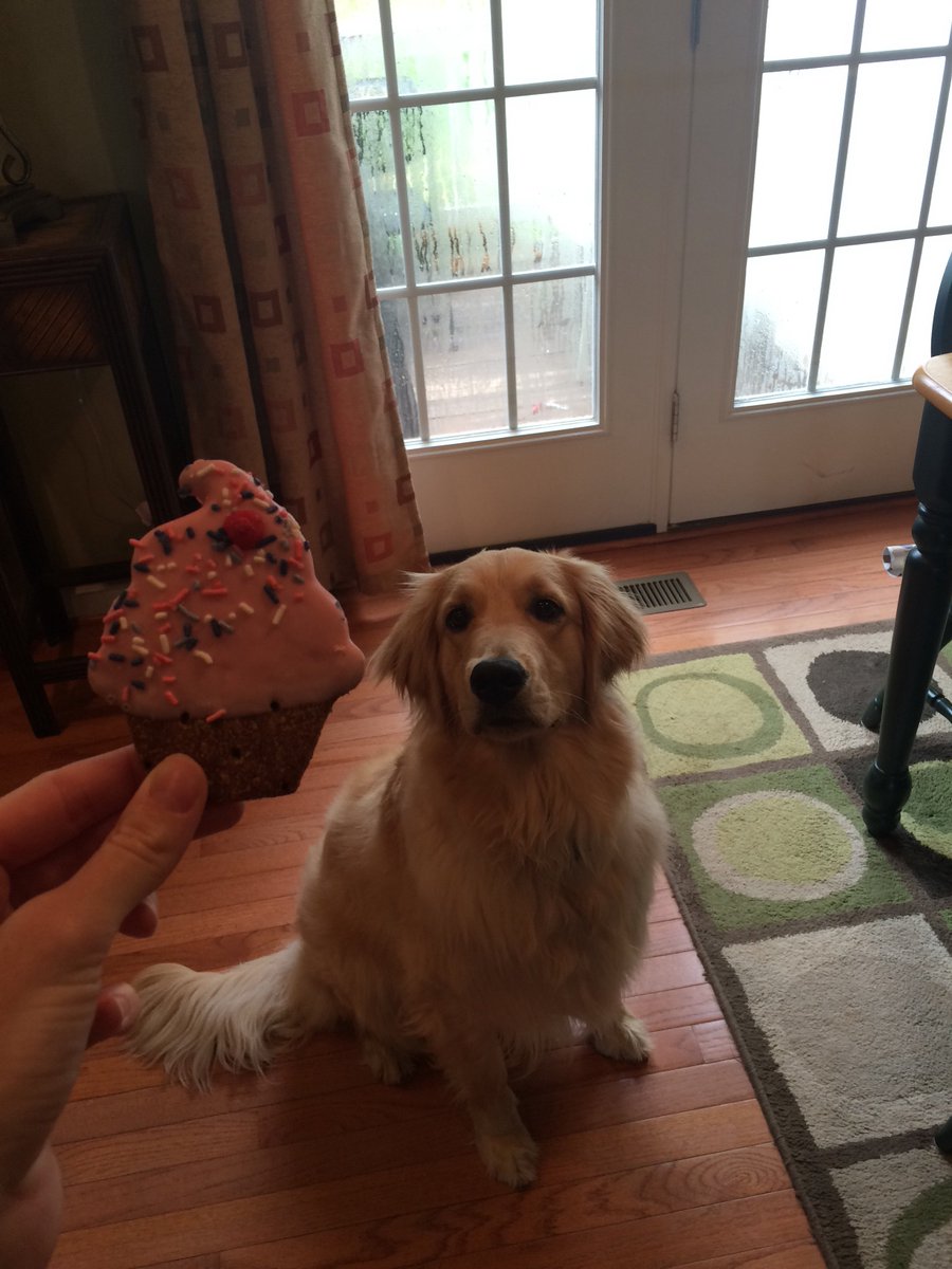 ShineTime50's tweet photo. Happy 1st Birthday Lacy girl!!!! @t_willy18 #lifewithlacy #growinggolden #ourlittlelemon https://t.co/sh0KQJf7vk