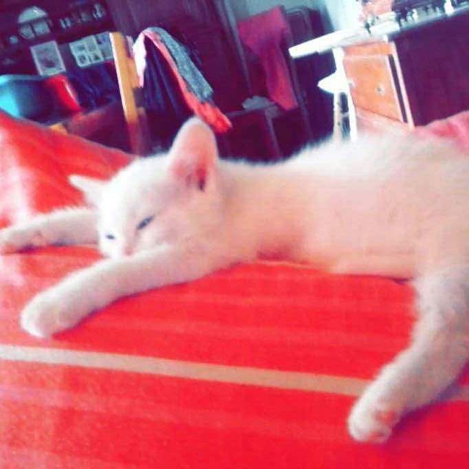 Marie43bvb's tweet photo. Parce que le bonheur c'est peut être ça finalement... ❤#VieDeChat #Love #cats https://t.co/FCm18KN0pZ