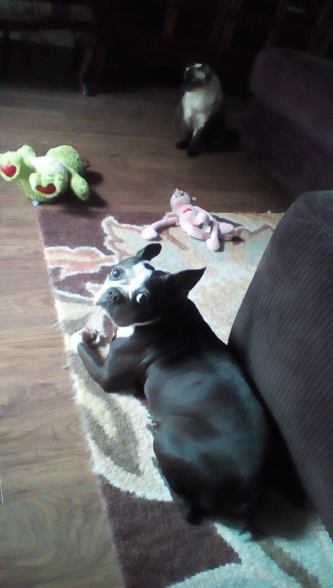 Moo3607's tweet photo. Just kickin it w my Kiki this morning. We are discussing when we might get to meet our friends new friend. 🐕😺💕😸 https://t.co/jgf9vwxsbZ