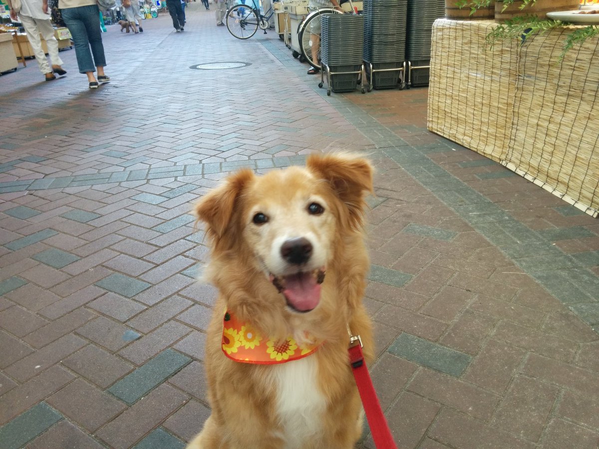 実家の犬かわいすぎ。