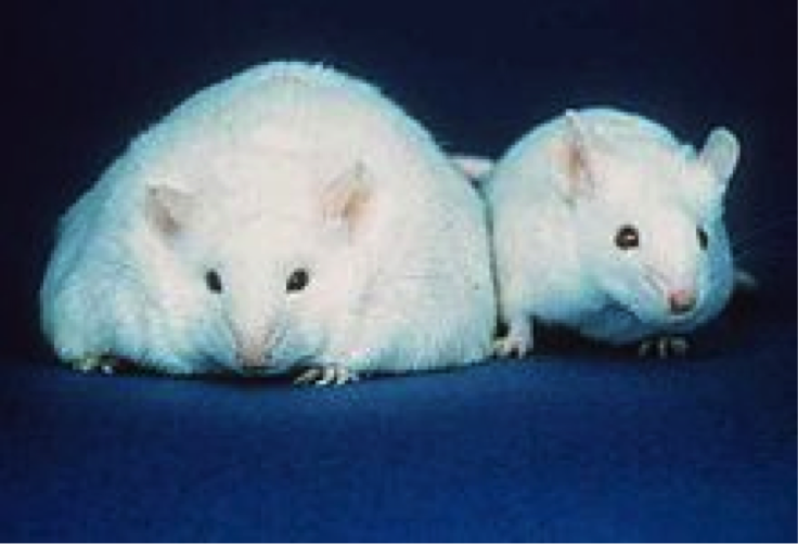 DiscoverSoc's tweet photo. Governing gestation: rat lab to housing estate #DS34 Wastell & @profsuewhite https://t.co/4DyjJxYbjE https://t.co/tdS6Jk28jY