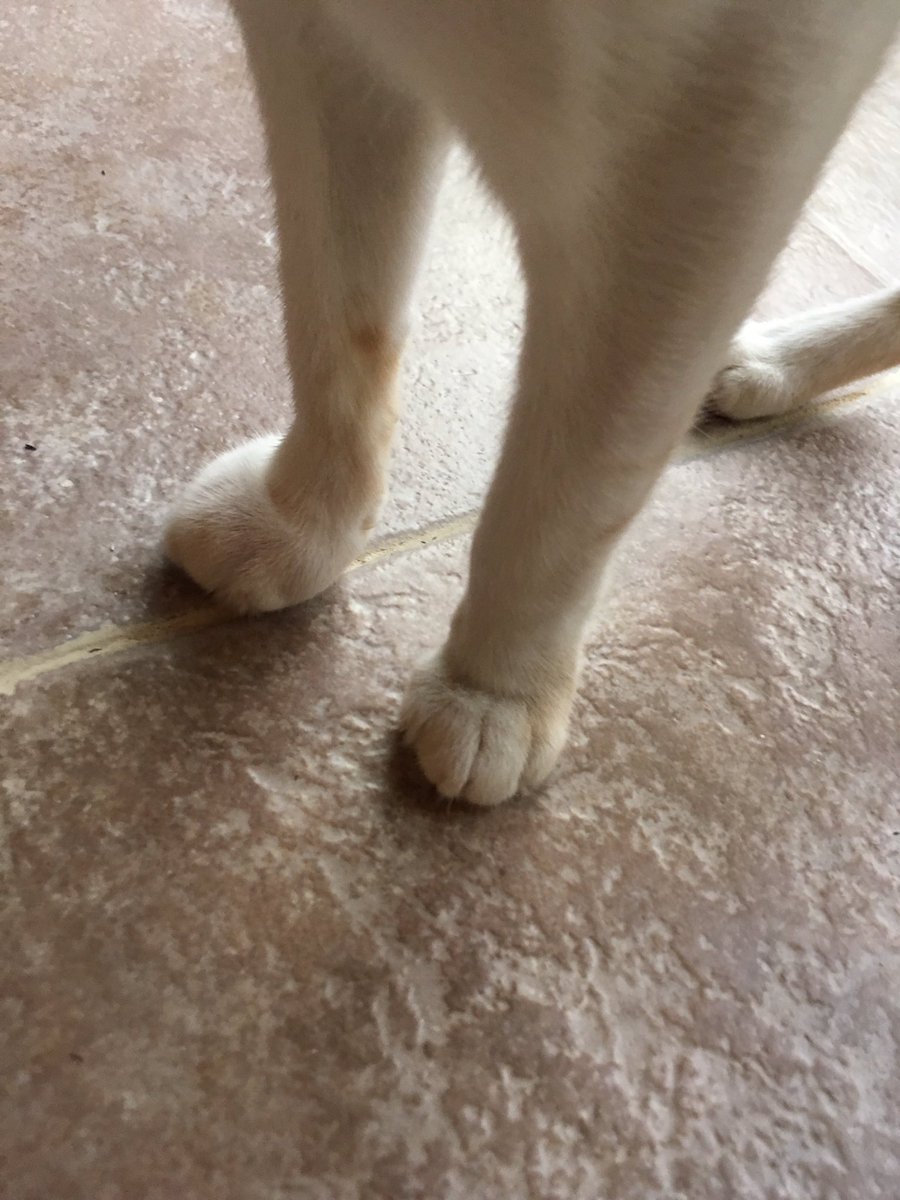 はなもも Hanamomo Sur Twitter スズメバチ 科で 攻撃性があり肉食の蜂をイタズラしようとしたシャーロットさん 反撃され 足が漫画に出てきそうに腫れる 2枚目は ネコ用鶏肉を食す蜂 こちら記事一番下は顔 刺されたオット T Co Hmo8bwi2rd