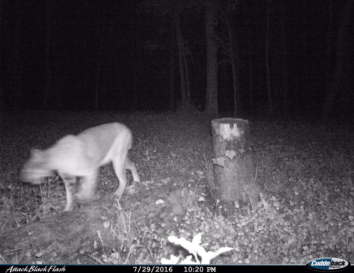 BoneyardSeed's tweet photo. Big Cat in plot the other night. Very rare around here. https://t.co/JsXqNCfsV8