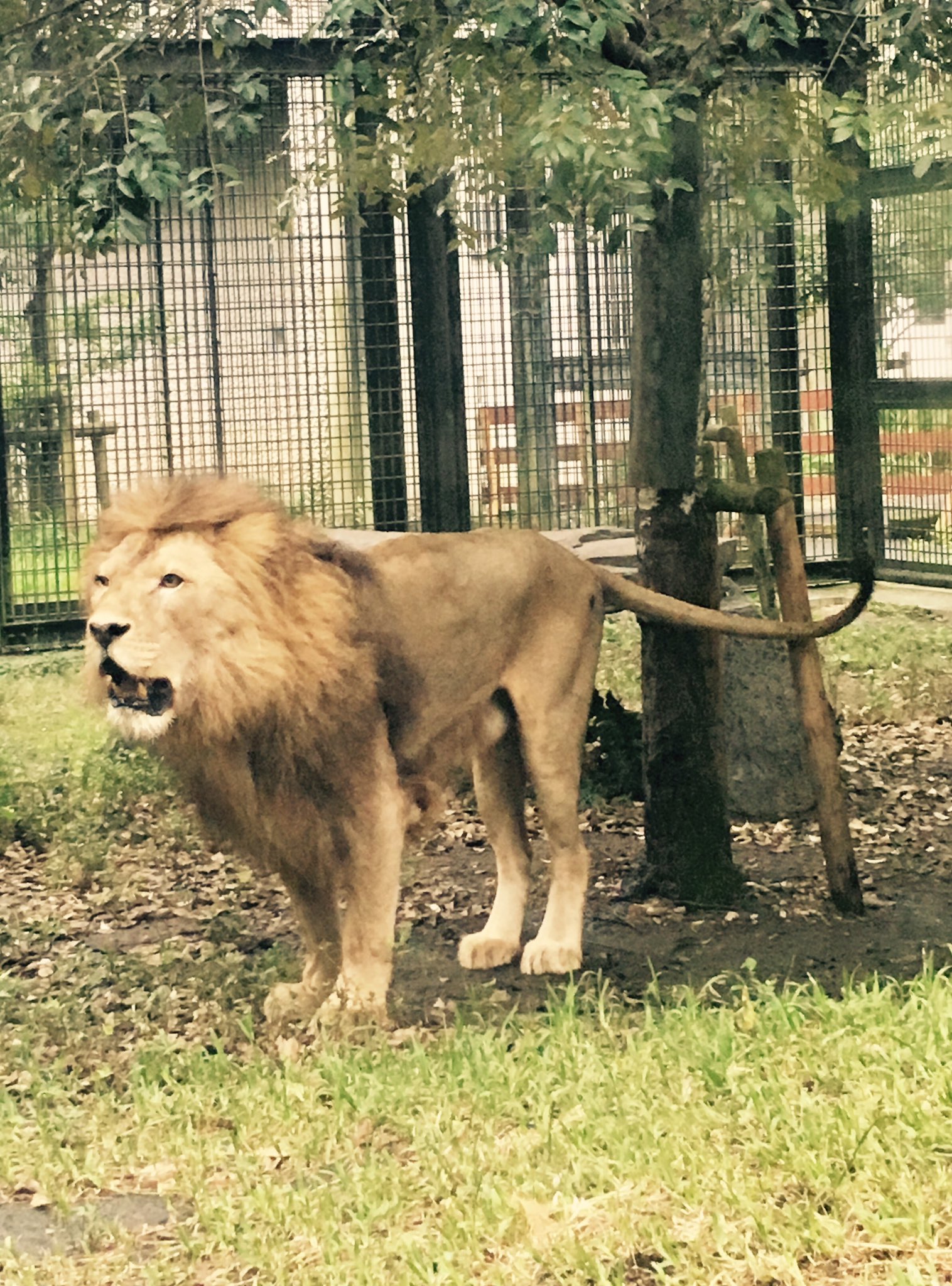 鹿児島市平川動物公園 on X: 