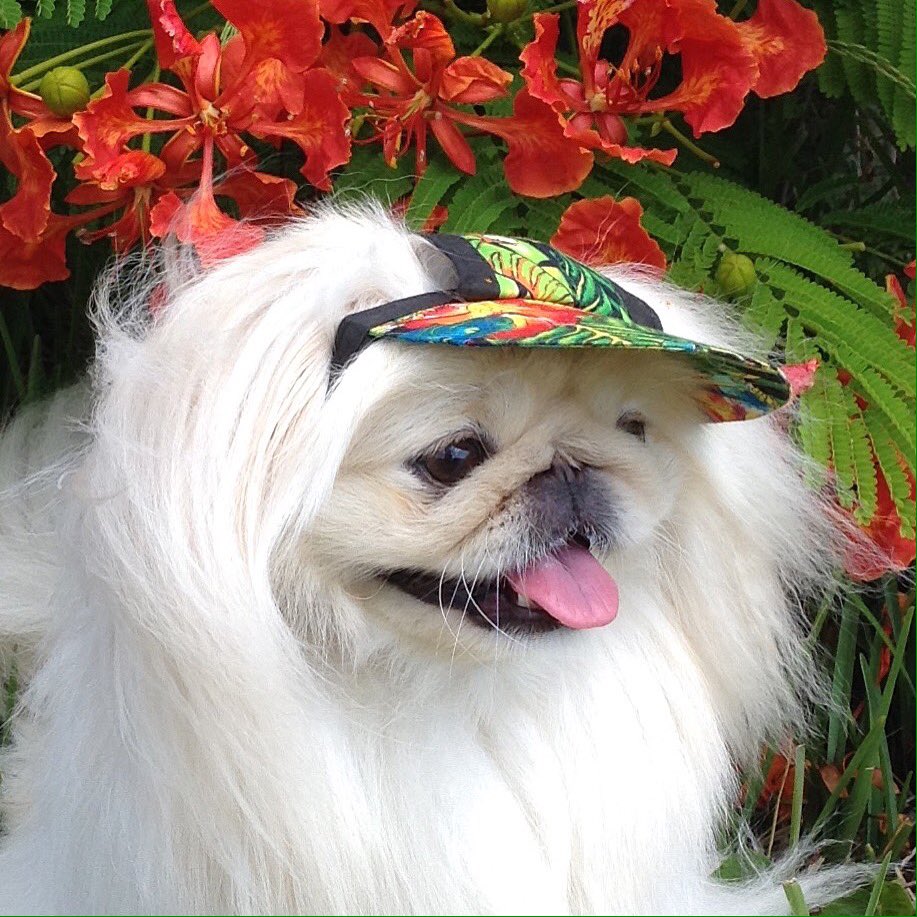 N-joy yur Sunday! 🌺 .  #royalpoinciana #flowerstagram #nofilterneeded  #flowermagic #flowerselfies #lifeinfullbloom