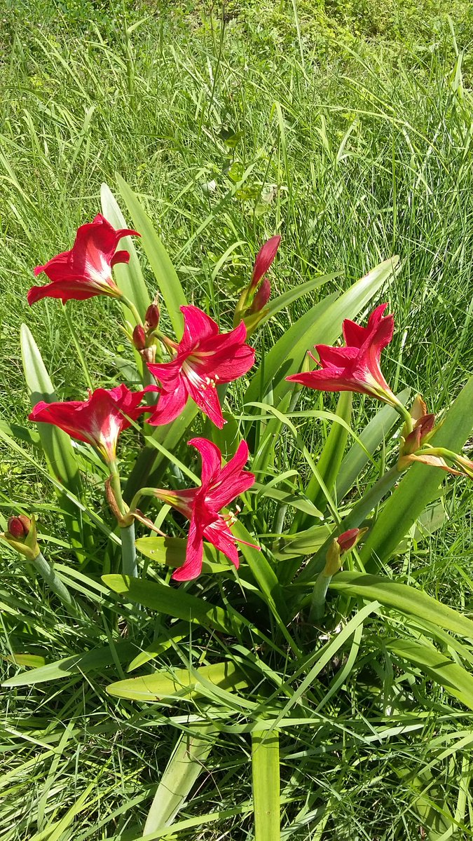 FateenQadri's tweet photo. My home 🏡 Lawn pictures https://t.co/eTk3XPO7f1