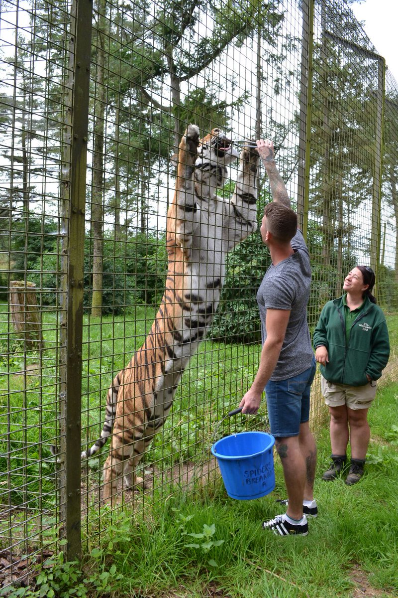 nbowles_nikki's tweet photo. Mark feeding the tiger.. #hisbirthdaysurprise 🐅 https://t.co/tIYoaxPnuS