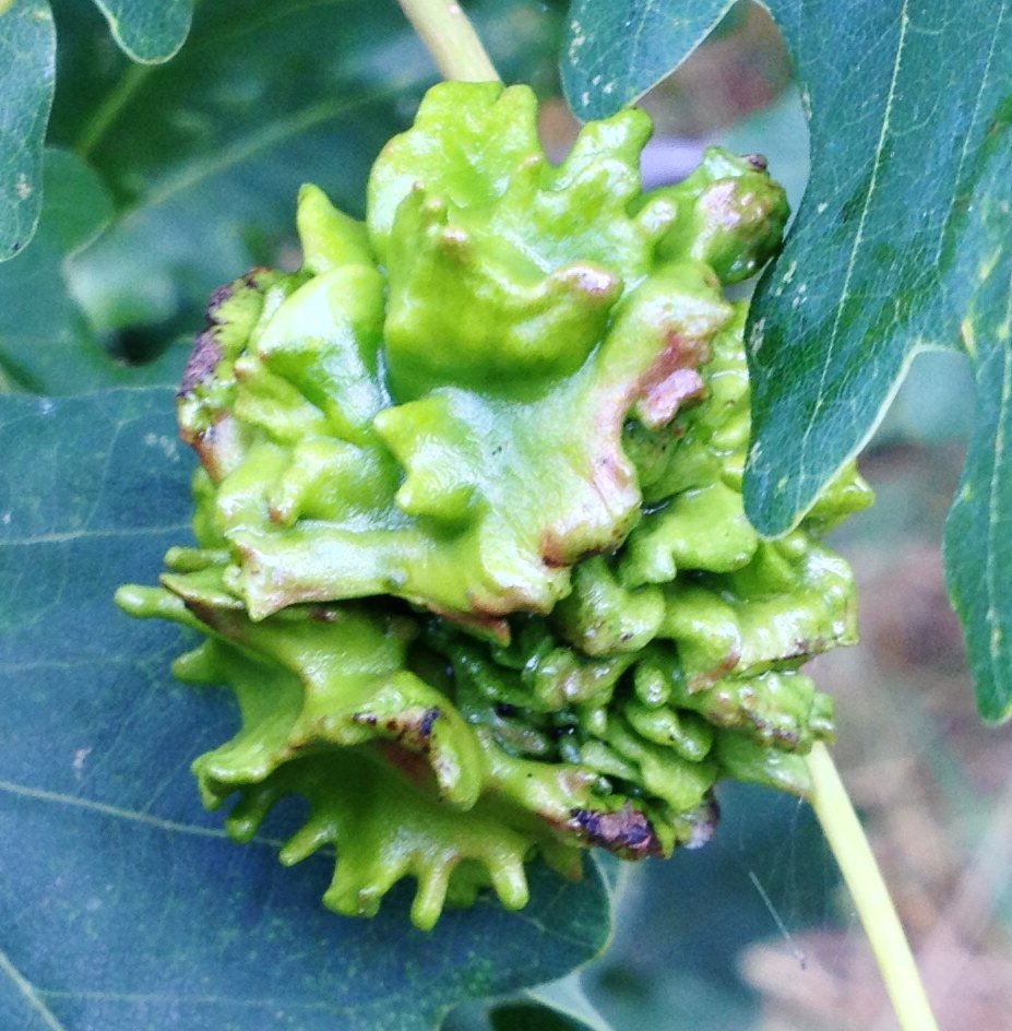 Knopper galls on oak. These develop when a tiny wasp lays her eggs on developing acorn buds. Ham Lands <a href="/britgalls/">British Plant Galls</a>