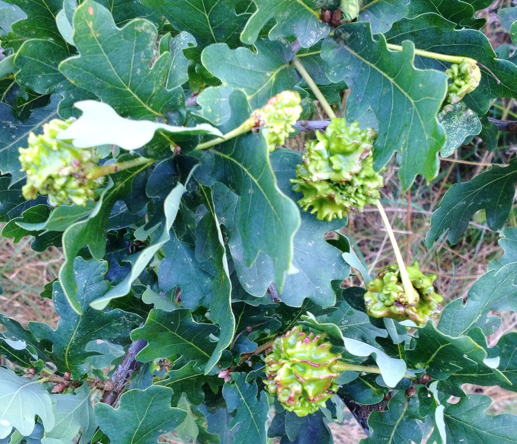Wild_Ham_and_P's tweet photo. Knopper galls on oak. These develop when a tiny wasp lays her eggs on developing acorn buds. Ham Lands @britgalls https://t.co/O7y1VMz1bw