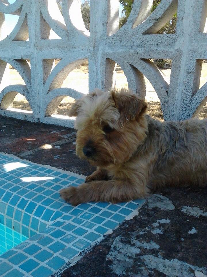 perdidosextrem1's tweet photo. Oli, #perro yorkshire griseaceo #perdido en #BurguillosDelCerro (Badajoz) Lleva collar verde. tlf 654522082 https://t.co/4anNDq4T5P