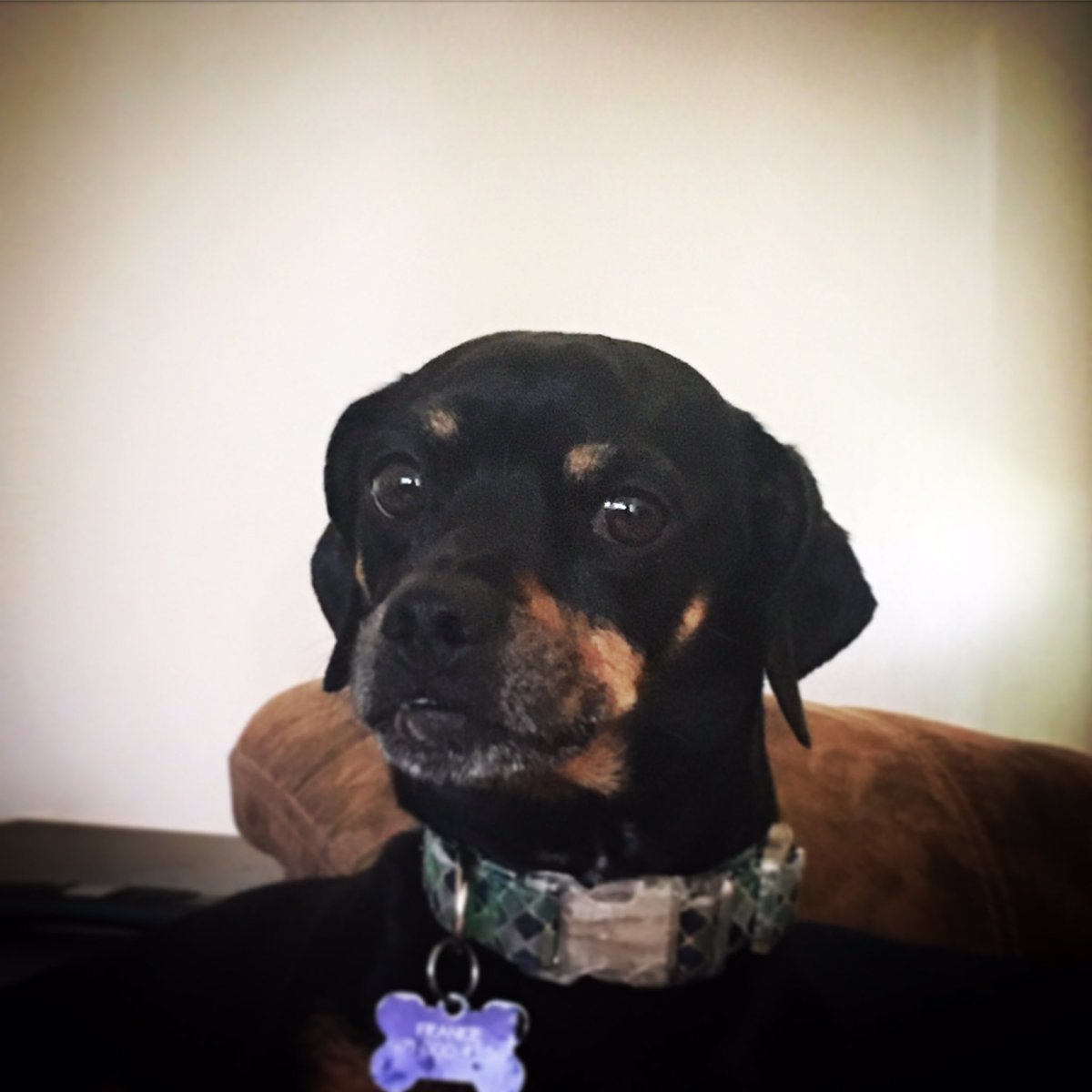 NotTheMom1's tweet photo. #NationalMuttDay https://t.co/Z2wpcjPWje