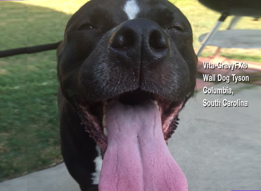 Awww Tyson made the cover of <a href="/VitaGravyFX/">Vita Gravy</a>!
#mydogisbetterthanyourdog #pitbullsrock #pitbull #happydog