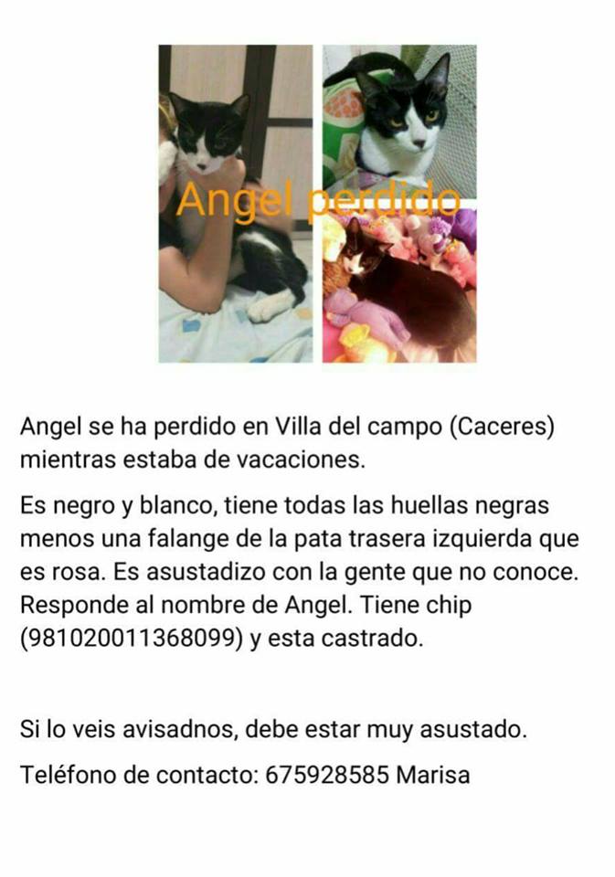 perdidosextrem1's tweet photo. ANGEL, #GATO BLANCO Y NEGRO #perdido en #VillaDelCampo (Caceres) LLEVA CHIP Y ESTÁ CASTRADO. 
TLF 675928585 https://t.co/qgLkmcC4q2