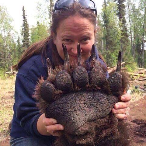 davideagleman's tweet image. I found the immensity of this sedated Grizzly bear paw completely mesmerizing. Photo from @Fascinatingpics.