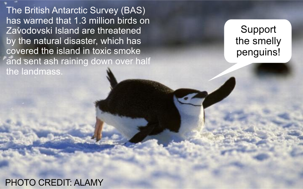 SpnUK's tweet image. @BAS_News I support the chinstrap penguins! telegraph.co.uk/science/2016/0… #gishwhesLovesSmellyPenguins #SpnUK #Sewshigh
