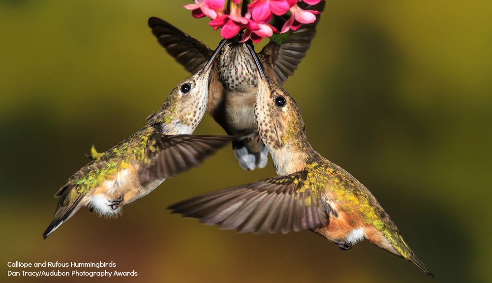 LBLNature's tweet photo. RT @audubonsociety: DYK a group of hummingbirds is called a charm? https://t.co/fzaSdNXPqw #HummingbirdMonth