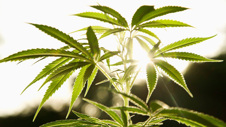 THCBioMed's tweet photo. From the seed, stalk, leaves and flowers, cannabis has many potential uses. https://t.co/9ssi0UtmLJ