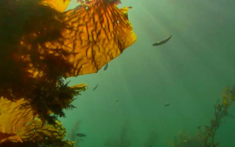 51ValleyFlowers's tweet photo. @CHISNPS About Anacapa Ocean live cam. How deep is it? And what is predominant crackling sound &amp; how is it made? TIA https://t.co/A0XqmQnUfo