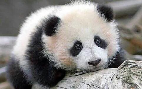 Panda_Reactions's tweet photo. Thinking where all my money gone https://t.co/qBkA3glXD7