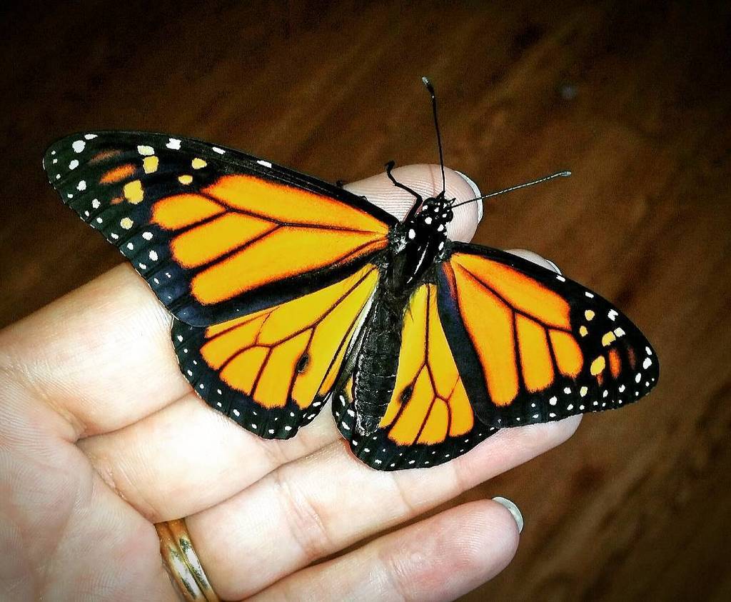 farm41north's tweet photo. Pretty boy.
#raisingbutterflies #raisingmonarchs #monarch #monarchbutterfly #racingextinction #savethemonarchs #bri… https://t.co/aBTlOP5Fx8