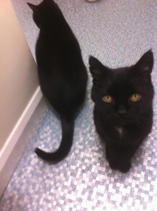 MYSADCAT's tweet photo. My cat is sad because he told my other cat how deeply alone he feels but she just yawned &amp; turned her back on him. https://t.co/5kAwAYze7S