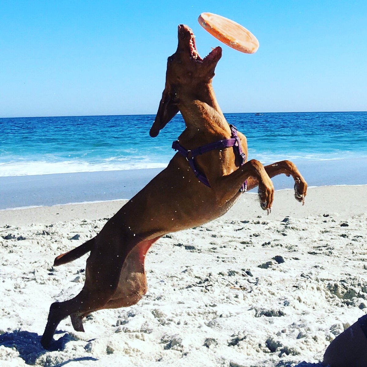 AlexTops's tweet photo. #vizsla #beach #capetown https://t.co/QQKNc98FmZ