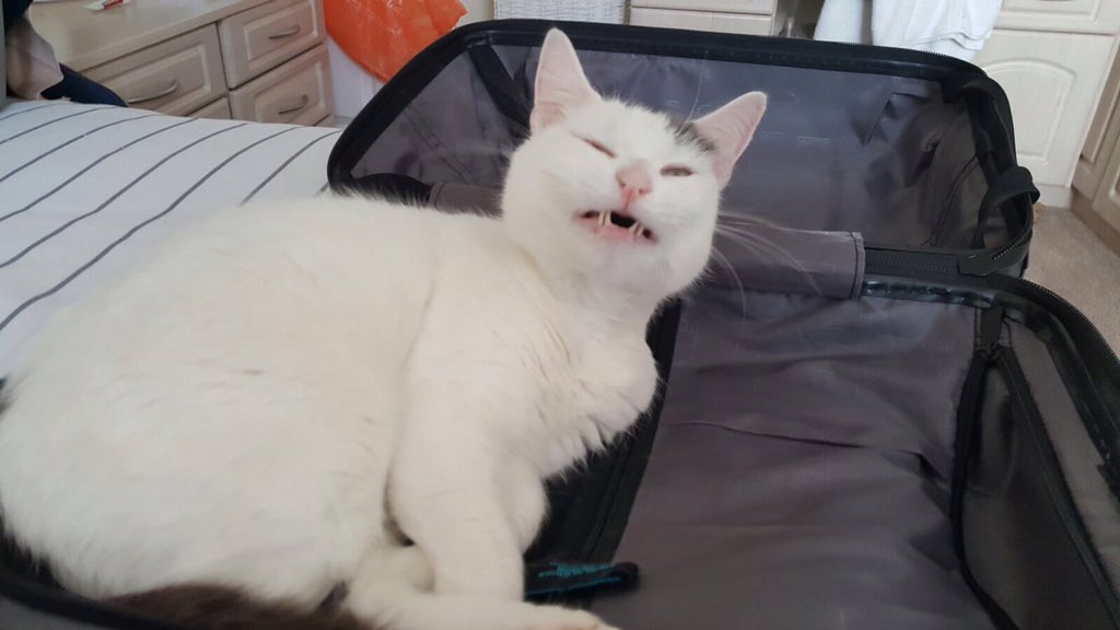 Ash_Blakeston's tweet photo. @myleftfang not showing off, but plenty of fangs here! #suitcasecat #bobby @kornstun https://t.co/1aDIWFvv4l