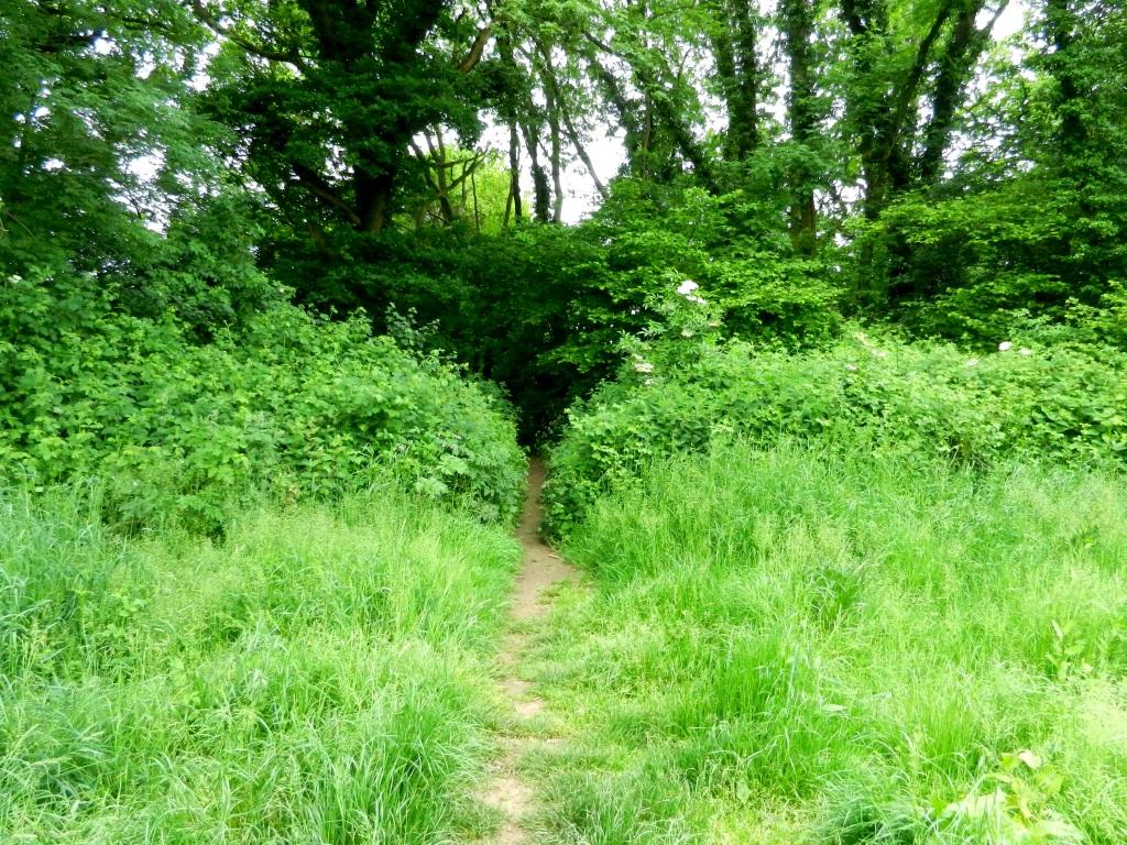Monarchsway's tweet image. A lovely green  path on the #MonarchsWay walking towards #Shawford from #Hursley in #Hampshire