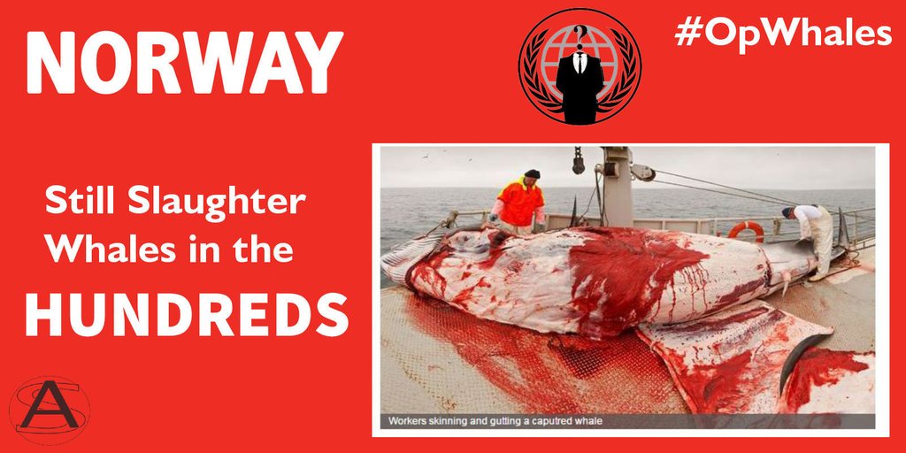 Anon4dolphin's tweet photo. #OpWhales 
#Norway citizens 
What do you think of pregnant whales being slaughtered using tax payers money? https://t.co/W5y1l4TP8C
