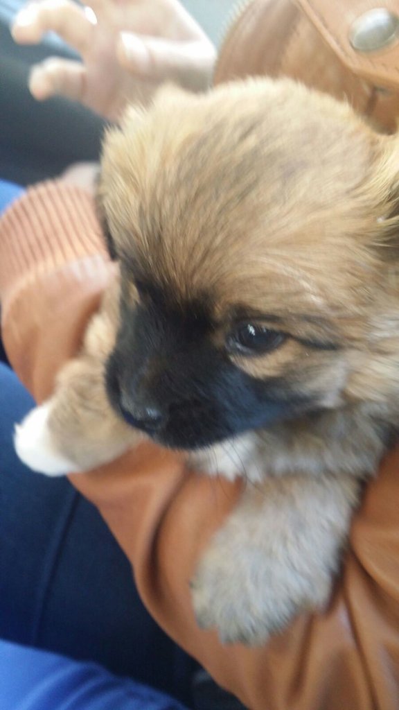 bloggatoskukis's tweet photo. Ya disfrutamos de nuestro perrito Thor de 4 meses.Graciaaas!!😘🐶 https://t.co/cZTUdMGWxT